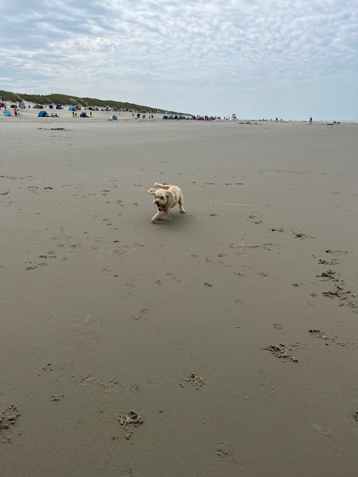 Hund am Strand
